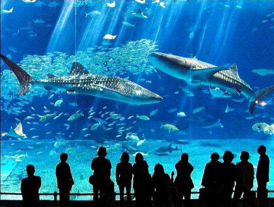 japan aquarium
